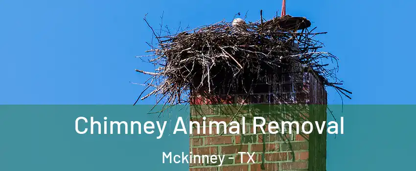 Chimney Animal Removal Mckinney - TX