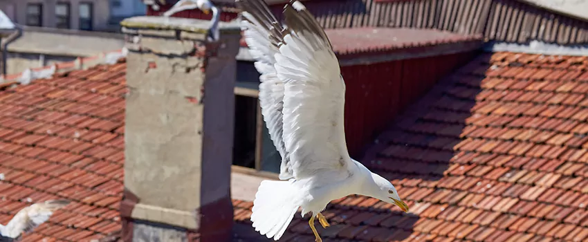 Residential Chimney Animal Removal Solution in Mckinney, TX